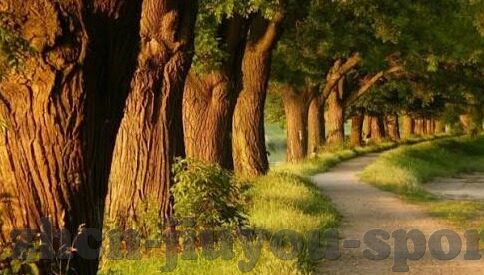 竞彩足球捷报比分-竞彩足球捷报比分，绿茵场上的数字交响曲与智慧博弈